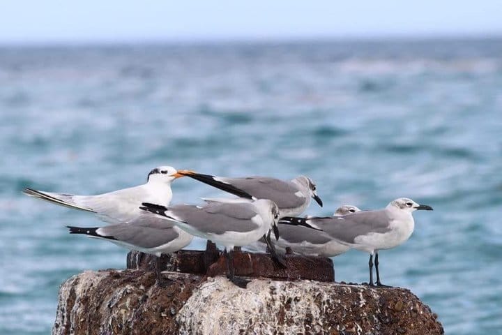 5 tours in 1 (Eco Farm/Horseback/City Tour/Buggy/Zipline)