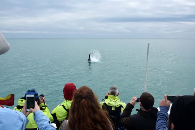 Whale watching