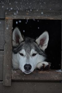 Ranua Zoo and Wolfland Visit - Small Group Tour
