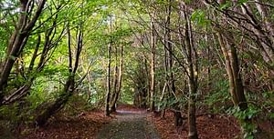 1.4km Woodland & Wetlands Nature Walk - County Down, Northern Ireland