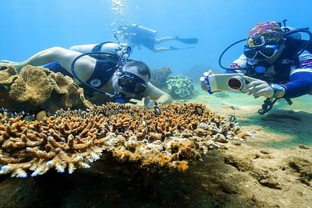 Full-Day Cham Island Snorkeling Tour from Da Nang & Hoi An