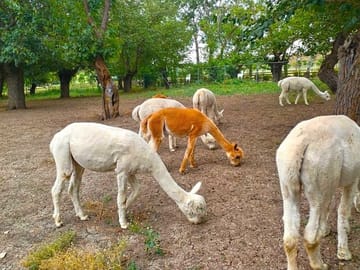 Baku-tour_Shamakhi-tour-Alpaca-tour-tour-Azerbaijan