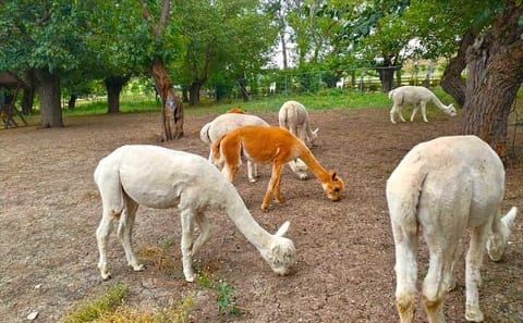 Private Alpaca and Wine Tour in Shamakhi, Azerbaijan