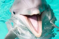 Dolphin Photo Session with Transfer - Hurghada 4