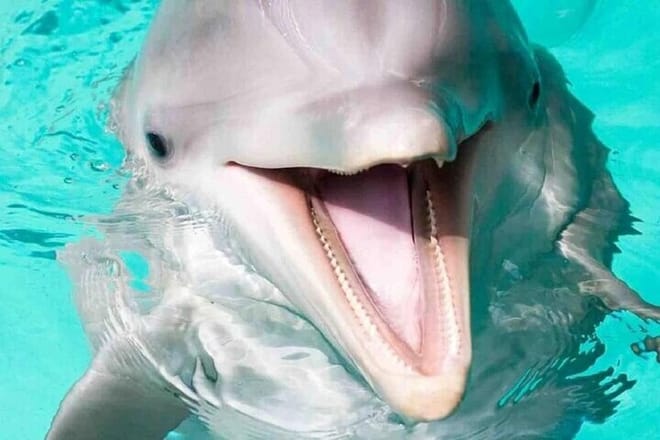 Dolphin Photo Session with Transfer - Hurghada 4