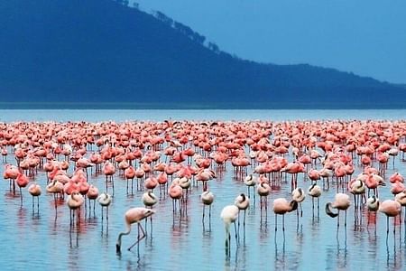 Luxury Birdwatching Safari: Explore Hell’s Gate & Lake Nakuru