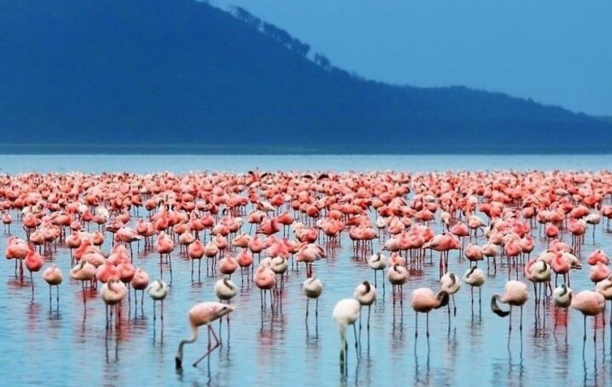 3 Days Birdwatching Luxury Safari
