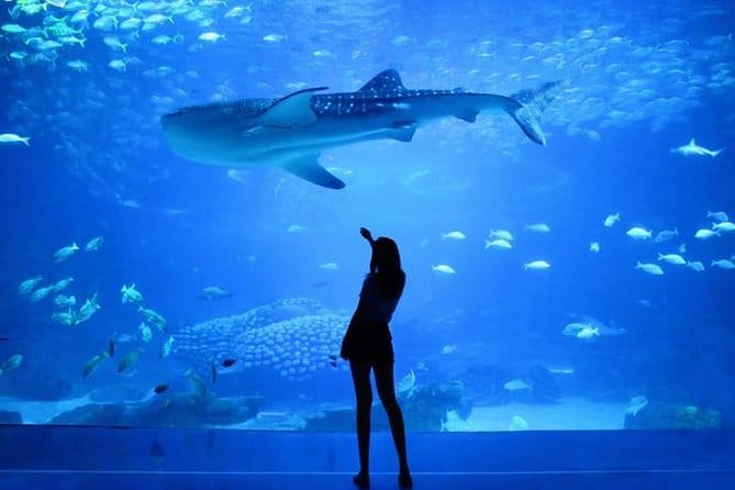 Dubai : Aquarium & Underwater Zoo: An Unforgettable Aquatic Adventure