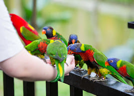 مجموعة من طيور اللوريكيت الملونة ألوانها الزاهية تجعلها من أجمل طيور العالم