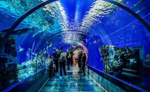 Hurghada Grand Aquarium Admission and Guided Tour