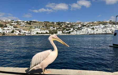 Mykonos Island Highlights: 4-Hour Guided Tour and Walk