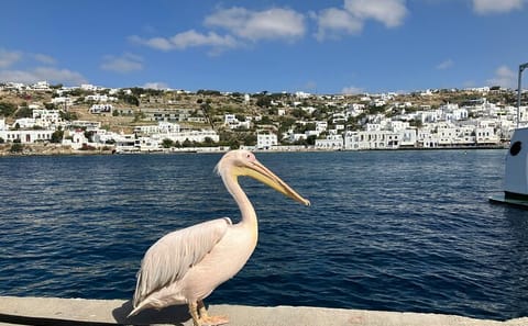 Mykonos Island Highlights: 4-Hour Guided Tour and Walk