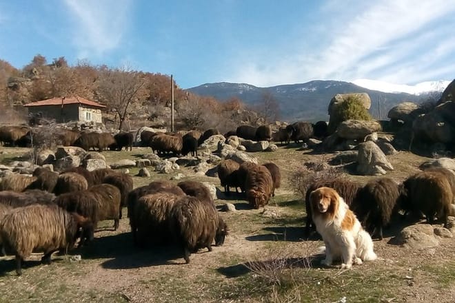 Disappearing Bulgarian Breeds of Pets and Tasting Organic Products in North Pirin