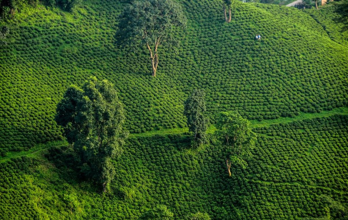 7 days Short Hike & Getaway to Ilam Tea Garden