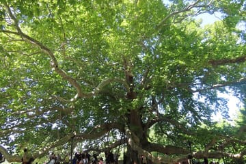Bursa and Uludag Nature Tour with Cable Car and Lunch