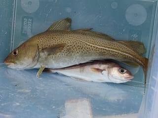 Reykjavik's Finest Catch: Guided Sea Angling Tour for All Levels, photo 7