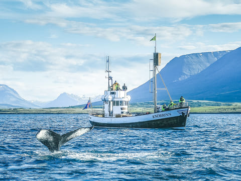 Whale watching from Árskógssandur