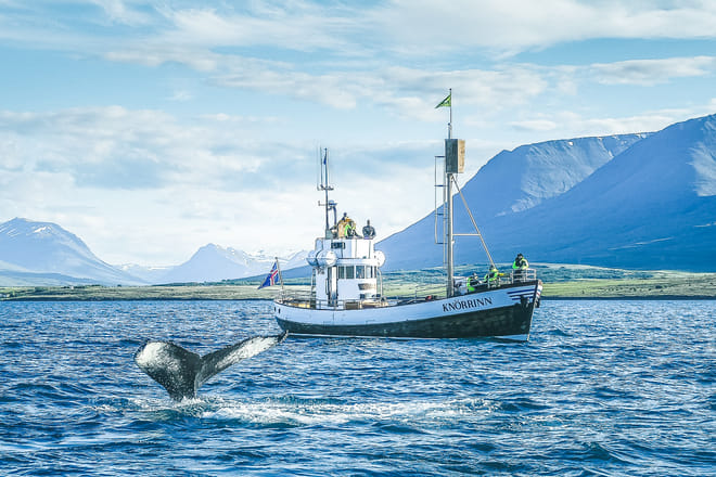 Whale watching from Árskógssandur