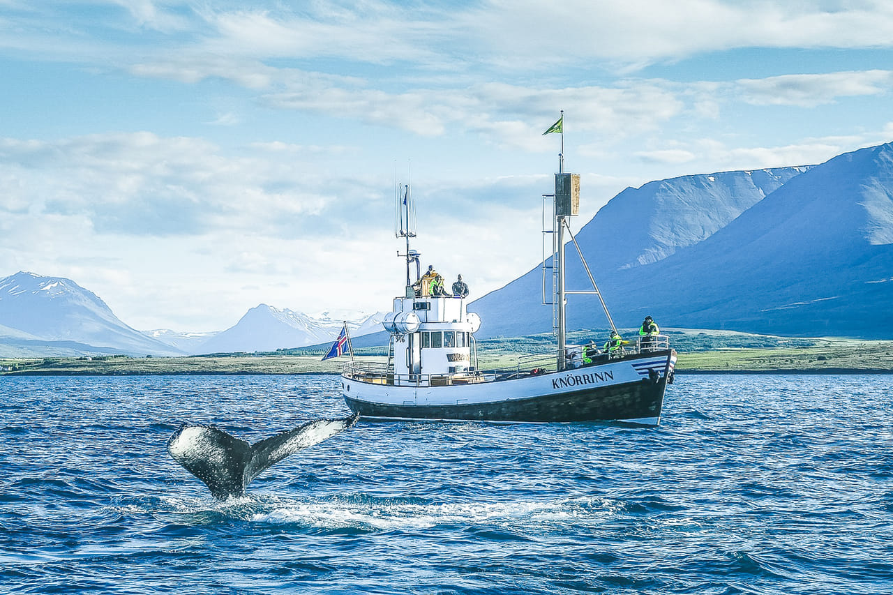 Whale watching from Árskógssandur