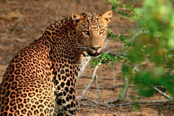 Around Sri Lanka – 4N/5D