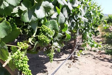 Private half day wine tour Concha y Toro