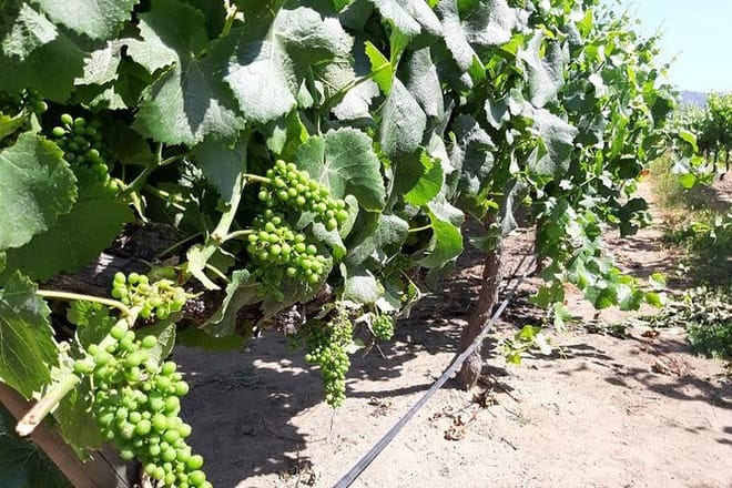 Private half day wine tour Concha y Toro 4