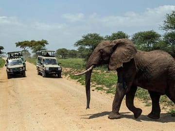 12Days Best of Kenya and Tanzania Wildlife Safari