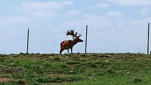 Shamakhi Safari Tour: Experience Azerbaijan’s Wild Side!