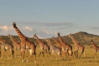 6 Days Northern Circuit Camping Safari in Tanzania 7