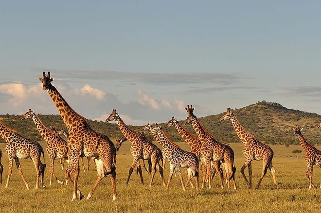 6 Days Northern Circuit Camping Safari in Tanzania 7