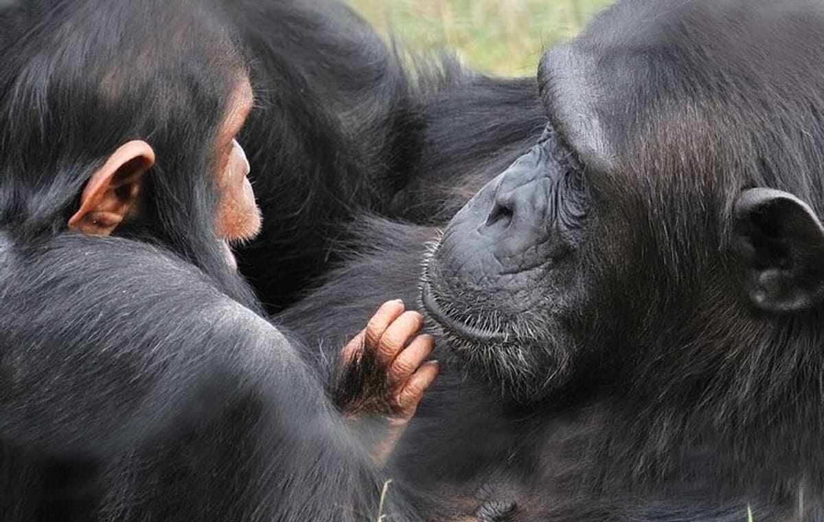 Day Tour To Ol Pejeta Conservancy