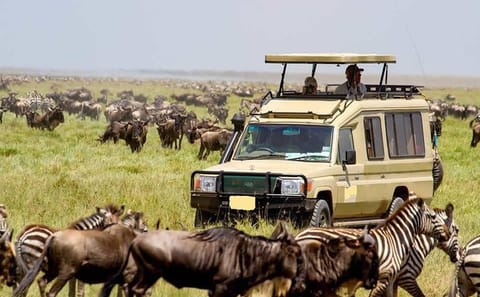 4-Day Luxury Safari in Lake Naivasha and Masai Mara, Kenya