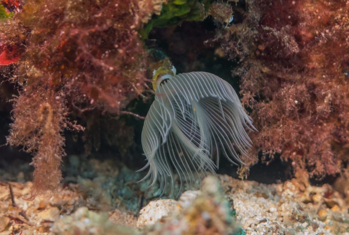 Athens Scuba Diving Experience for Certified Divers with pick up