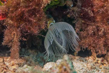 Private Snorkeling and Swimming Cruise in Athens