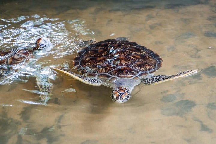 Turtle Hatchery