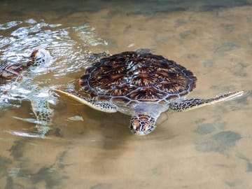 Turtle Hatchery