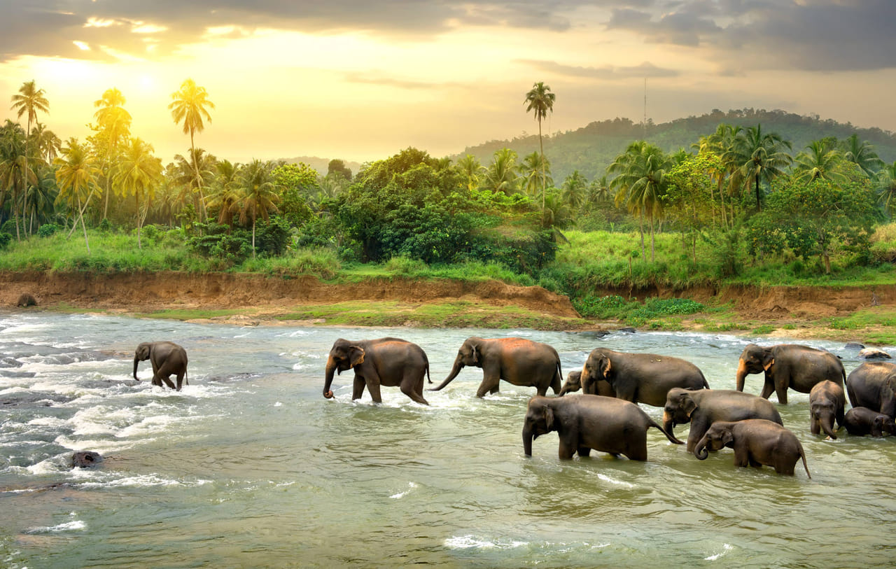 01 Week Tour In Sri Lanka 7
