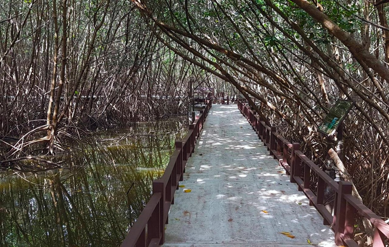 Mangrove Forest Park Nature Trail and River Boat Ride to Khao Daeng Mountain with Private Guide 9