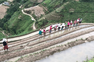 Trekking the Terraced Fields of Hoang Su Phi, Vietnam - 4 Days