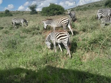 Nairobi National Park Half Day with Pickup
