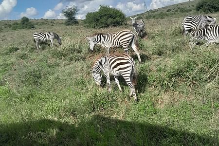 Nairobi National Park Half Day with Pickup