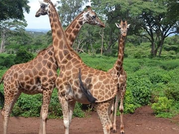 Half-Day Guided Tour of the Giraffe Center from Nairobi