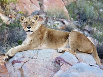 Big 5 Safari with Snacks and Wine Tasting in Cape Town
