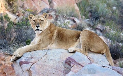 Big 5 Safari with Snacks and Wine Tasting in Cape Town