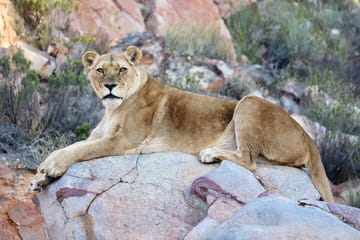 Big 5 Safari with Snacks and Wine Tasting in Cape Town