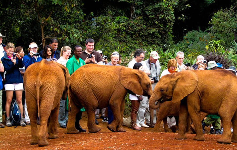 Day Tour: Giraffe Center and David Sheldrick Elephant Orphanage from Nairobi