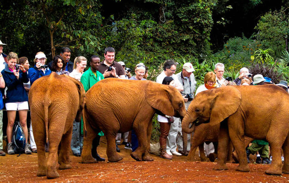 Day Tour: Giraffe Center and David Sheldrick Elephant Orphanage from Nairobi