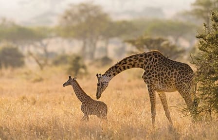 Nairobi National Park and Giraffe Center Day Tour