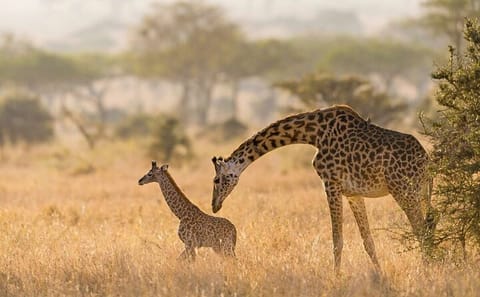 Nairobi National Park and Giraffe Center Wildlife Tour