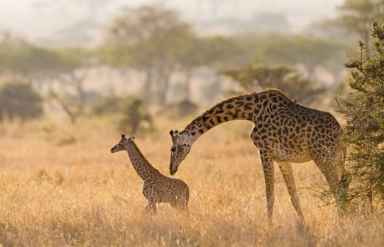 Nairobi National Park and Giraffe Center Day Tour